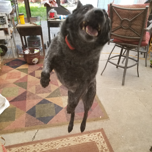 Meet your Posher, Robin - Picture 2 of 6